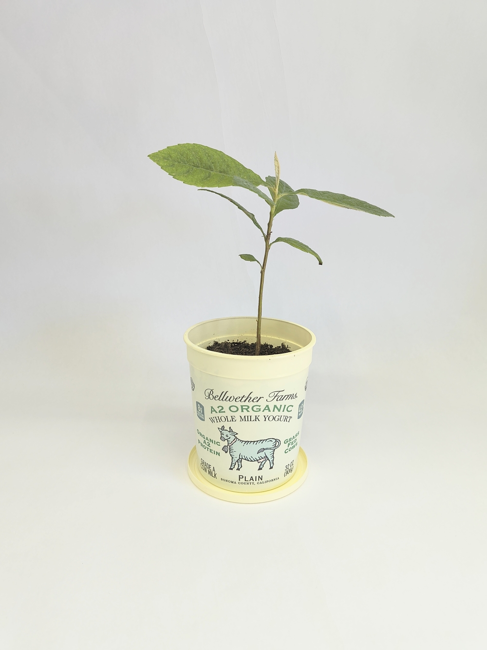 ORGANIC Loquat Fruit Tree 10” Seedling Ready To Plant In Pot